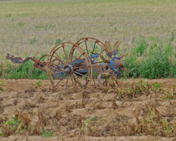 potatoe field