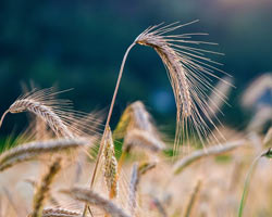 Rye, grain