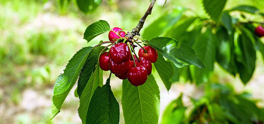 Cherries on tree