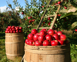 apple basket