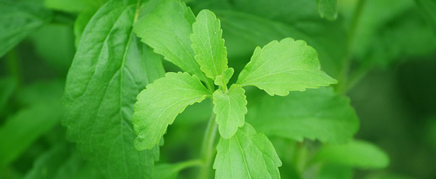 Stevia