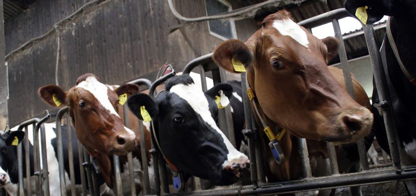 cows in barn