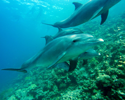 Dolphins