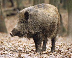 Wildschwein