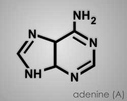 Adenine