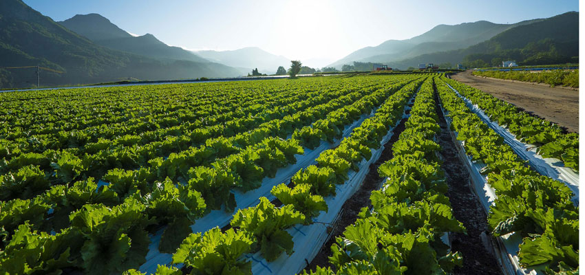 Lettuce field