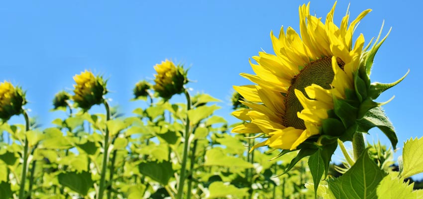 sunflower